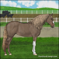 Horse Color:Liver Red Dun Brindle 