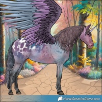 Horse Color:Bay Dun Appaloosa 