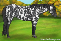 Horse Color:Black  and Black Appaloosa 