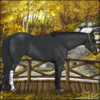 Horse Color:Black and Black