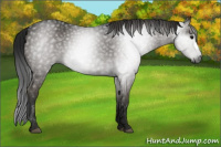 Horse Color:Gray Smoky Black 