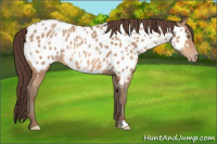 Horse Color:Amber Champagne Appaloosa 