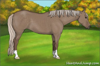 Horse Color:Silver Grullo 
