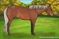 Horse Color:Silver Bay 