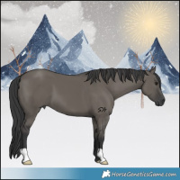 Horse Color:Grullo