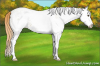 Horse Color:White Spotted Red Dun Splash