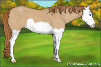 Horse Color:Red Dun Splash 