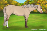 Horse Color:Silver Bay Dun 