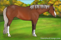 Horse Color:Silver Bay 