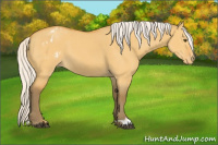 Horse Color:Silver Buckskin Dun Appaloosa 