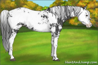 Horse Color:Black Sabino 