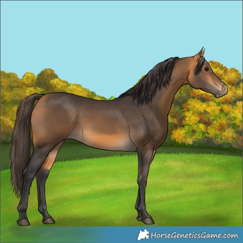 Horse Color:Buckskin 