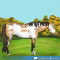 Horse Color:Buckskin Frame 