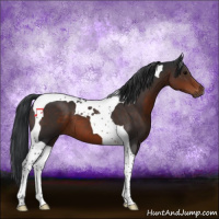 Horse Color:Brown Tobiano 