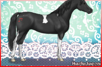 Horse Color:Black Tobiano 