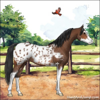 Horse Color:Bay Sabino Appaloosa Rabicano 