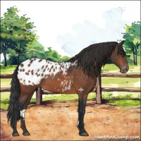 Horse Color:Brown Appaloosa 