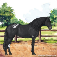 Horse Color:Black Appaloosa 