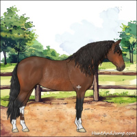 Horse Color:Bay Rabicano 