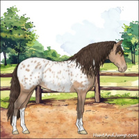 Horse Color:Amber Champagne Near Leopard Rabicano 