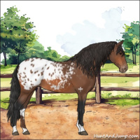 Horse Color:Bay Appaloosa 