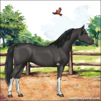 Horse Color:Black 