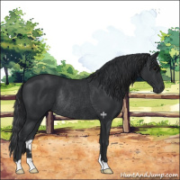 Horse Color:Black Rabicano 