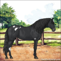 Horse Color:Black Appaloosa 
