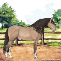 Horse Color:Amber Champagne Rabicano 