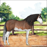 Horse Color:Bay Splash Rabicano 