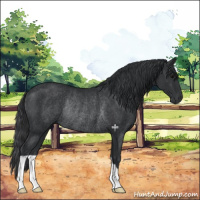 Horse Color:Black Rabicano 