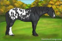 Horse Color:Black Appaloosa 