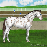 Horse Color:Bay Dun Splash Appaloosa 