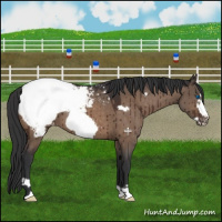 Horse Color:Brown Dun Frame Snowcap Brindle