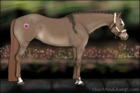 Horse Color:Liver Red Dun Sabino 
