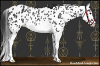 Horse Color:Black Splash Leopard Rabicano 