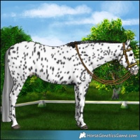 Horse Color:Black Appaloosa 