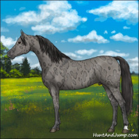 Horse Color:Smoky Grullo Ice Rabicano 