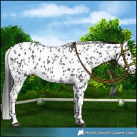 Horse Color:Black Leopard Rabicano 