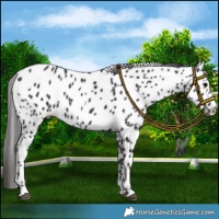 Horse Color:Black Appaloosa 