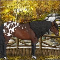 Horse Color:Brown Appaloosa