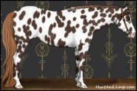 Horse Color:Liver Chestnut Sabino Near Leopard 