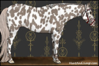 Horse Color:Silver Grullo Appaloosa 