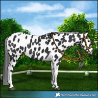 Horse Color:Black Tobiano Leopard 