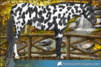 Horse Color:Black Near Leopard 