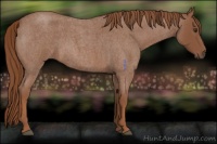 Horse Color:Red Roan 