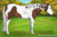 Horse Color:Gray Silver Bay Roan Splash Tobiano 