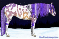 Horse Color:Watercolor Buckskin Appaloosa
