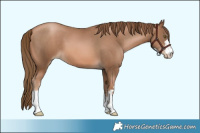 Horse Color:Liver Chestnut Pearl