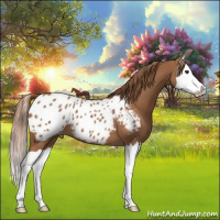 Horse Color:Chestnut Splash Appaloosa 